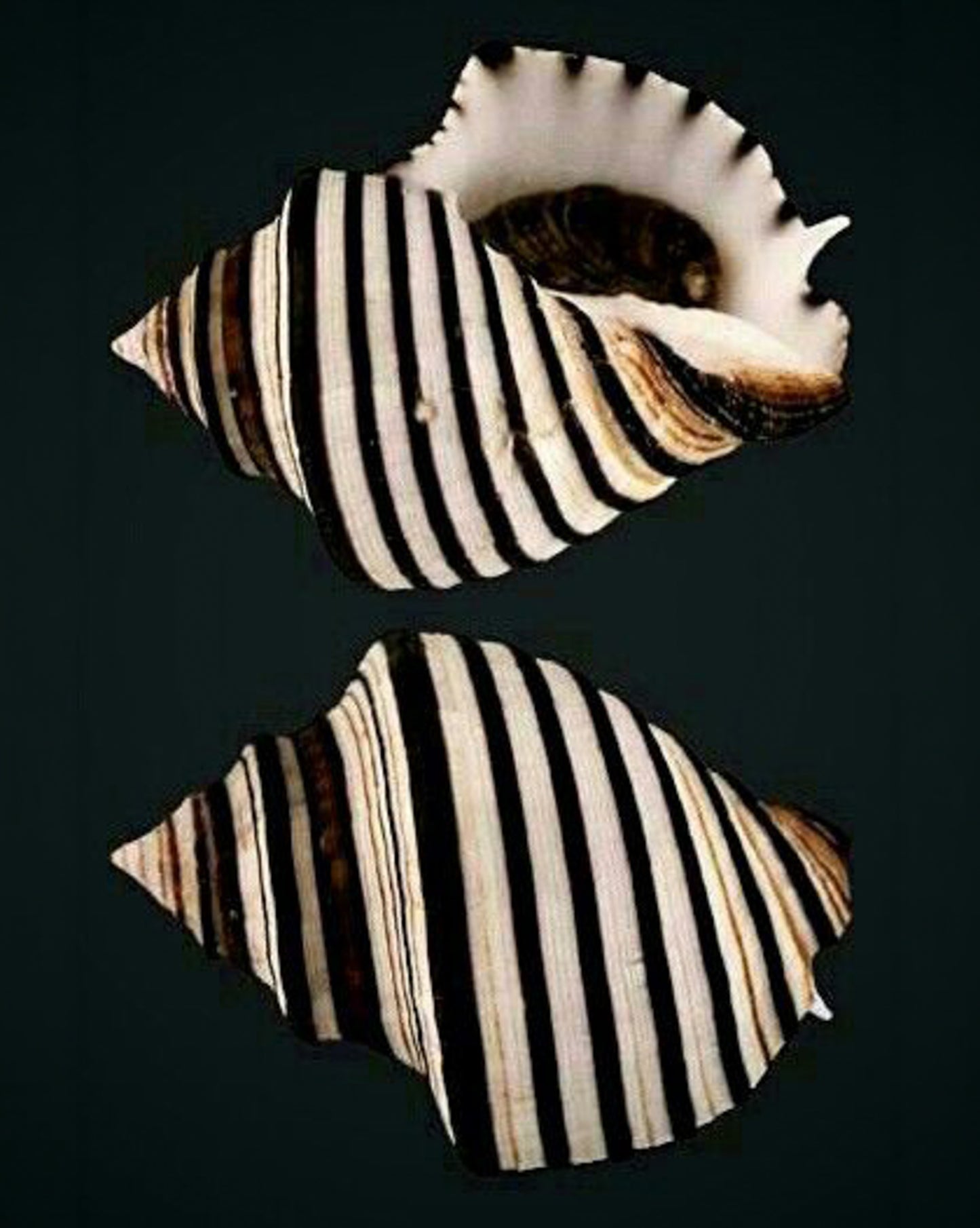 REF94